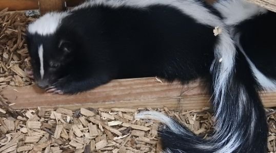 low cost wildlife removal services