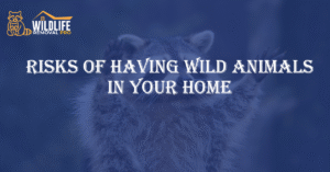 Risks of Having Wild Animals in Your Home
