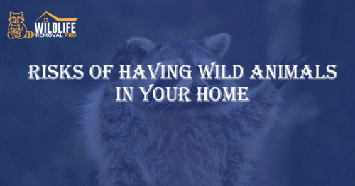 Risks of Having Wild Animals in Your Home
