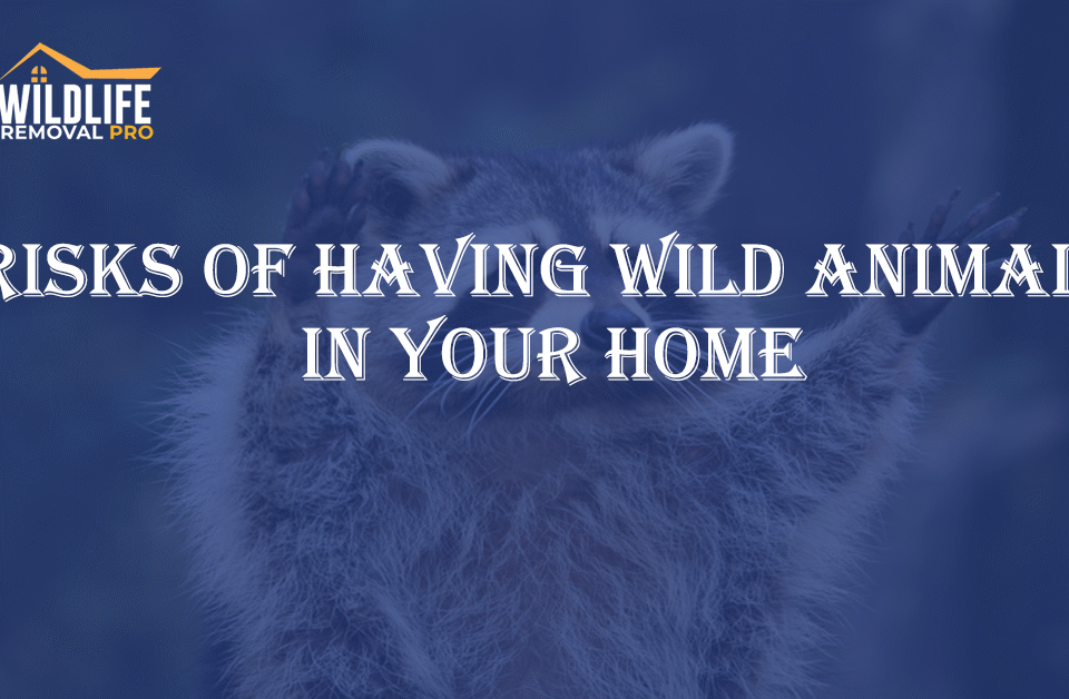 Risks of Having Wild Animals in Your Home