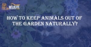 How to Keep Animals Out of the Garden Naturally