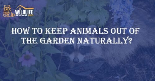 How to Keep Animals Out of the Garden Naturally