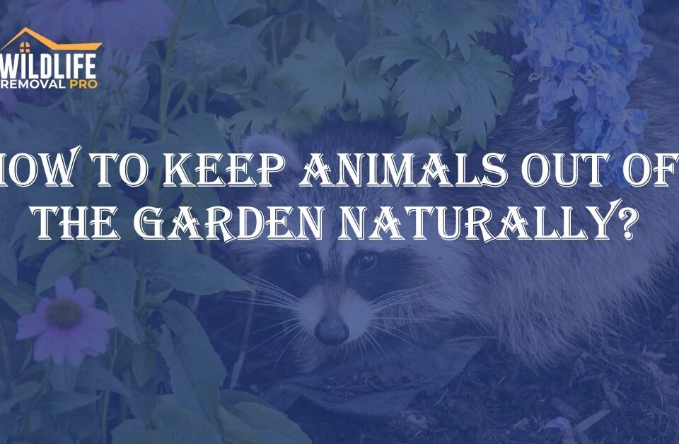 How to Keep Animals Out of the Garden Naturally