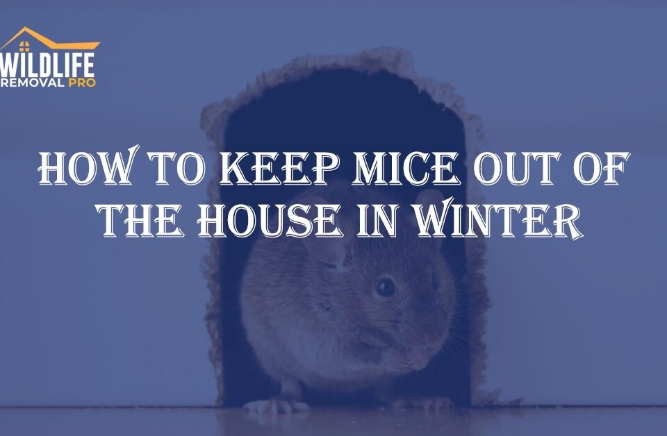 How to Keep Mice Out of The House in Winter