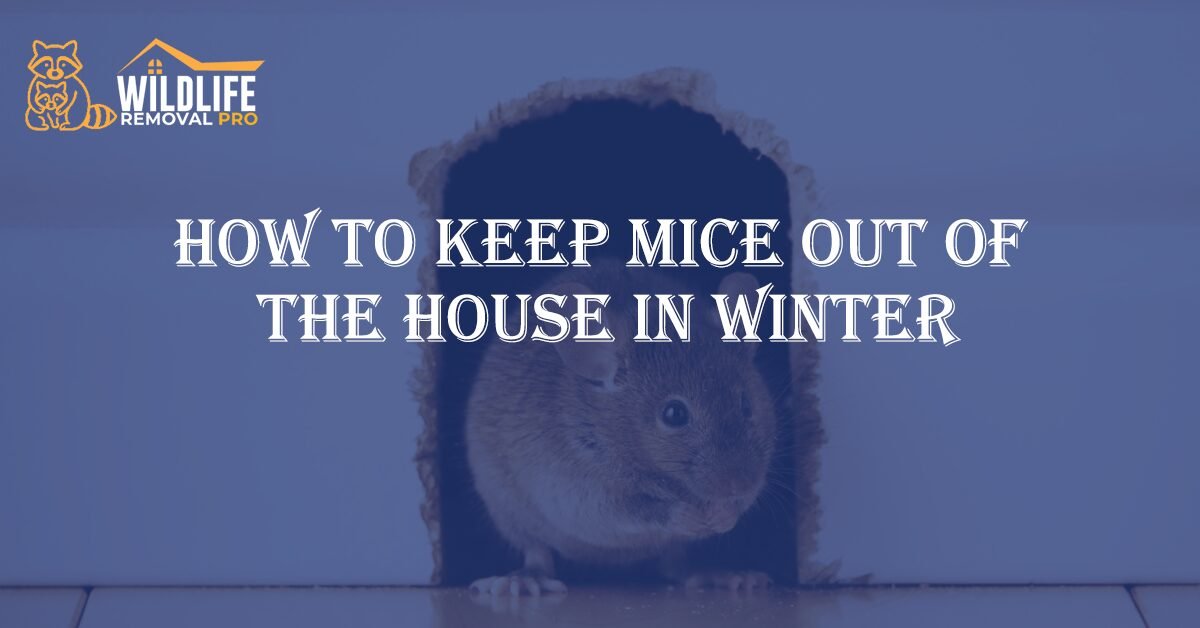 How to Keep Mice Out of The House in Winter