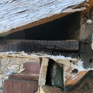 ANIMAL REMOVAL SERVICES IN TORONTO AND GTA