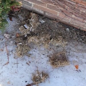 Bird control services