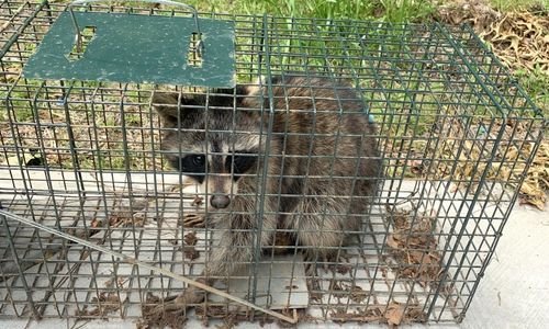 Commercial Wildlife Control Brampton