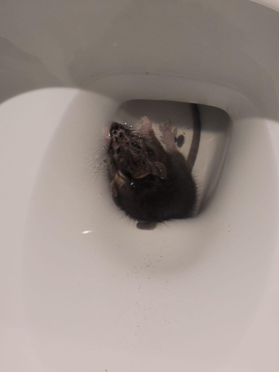 Dead Rat & Rodent removal toronto GTA