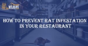 Prevent Rat Infestation in Your Restaurant
