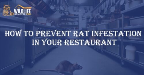 Prevent Rat Infestation in Your Restaurant