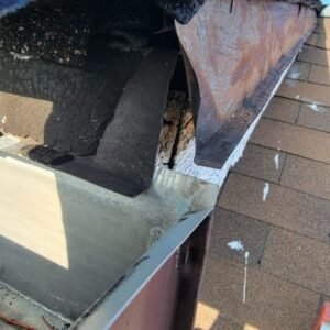 WIldlife removal services