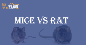 Mice vs Rats