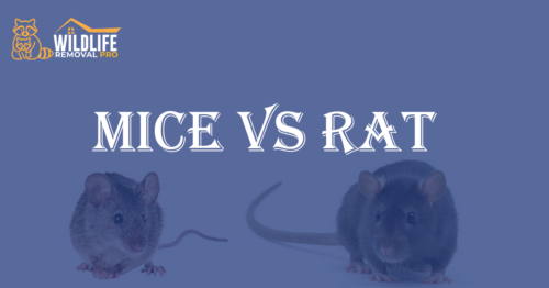 Mice vs Rats