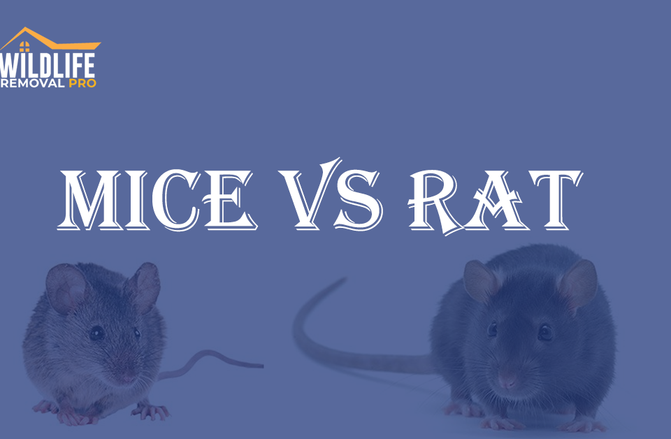 Mice vs Rats