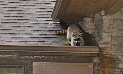 residential wildlife Control Brampton