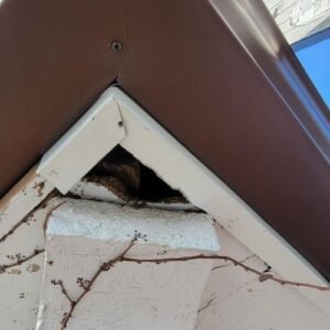 squrril control Toronto