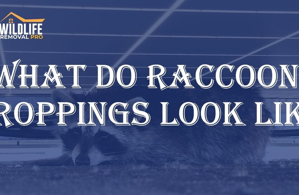 Raccoon Poop Identification