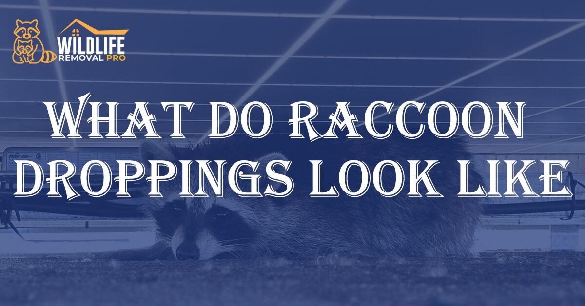 Raccoon Poop Identification