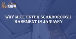Why Mice Enter Scarborough Basements