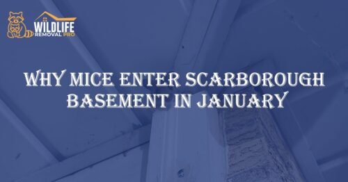 Why Mice Enter Scarborough Basements