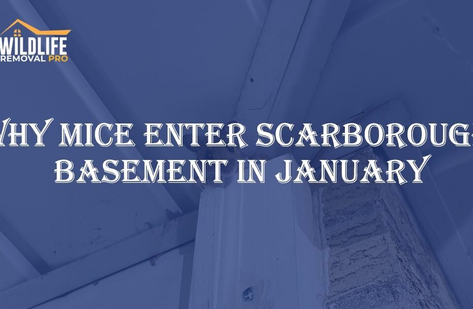 Why Mice Enter Scarborough Basements