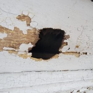 wildlife removal pro