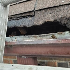 wildlife removal services in GTA