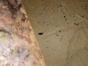 Attic Cleaning Services