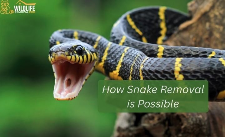How Snake Removal is Possible