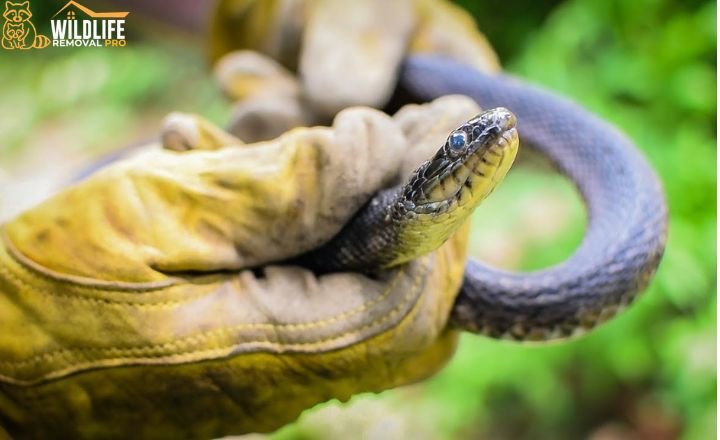 Professional Snake Removal