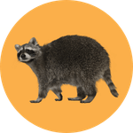 Raccoon removal services in brampton