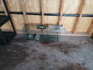 Raccoon trapping