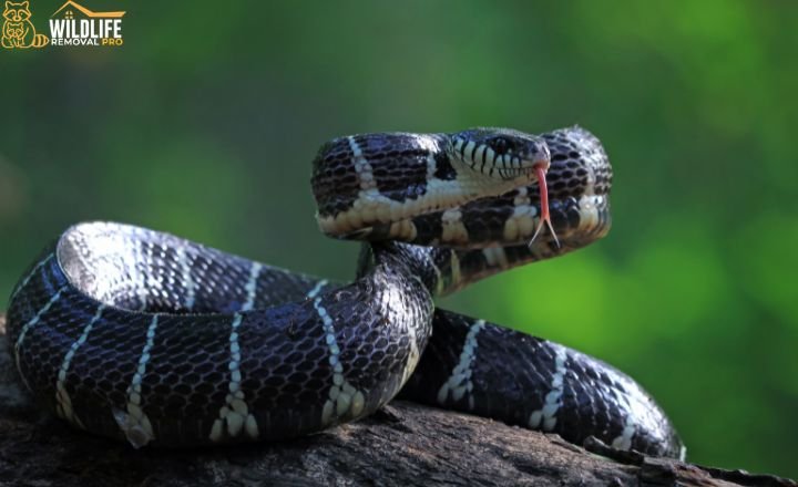 Is Snake Removal Dangerous?