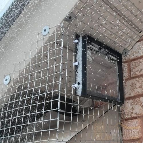 Humane wildlife trap placed in attic during removal service