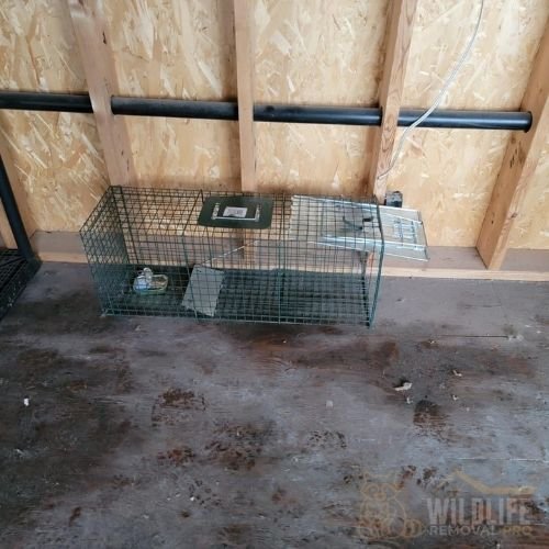 Wildlife removal technician inspecting roof in Toronto winter