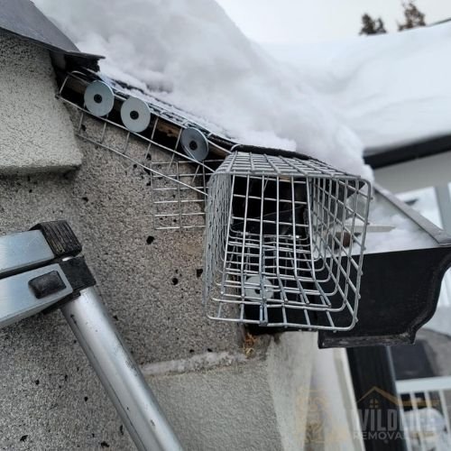 One-way door installed at roof edge for wildlife exclusion
