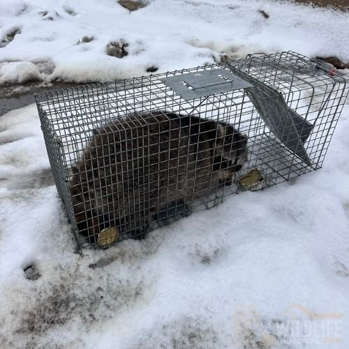 Humane raccoon trapping and removal in Toronto winter