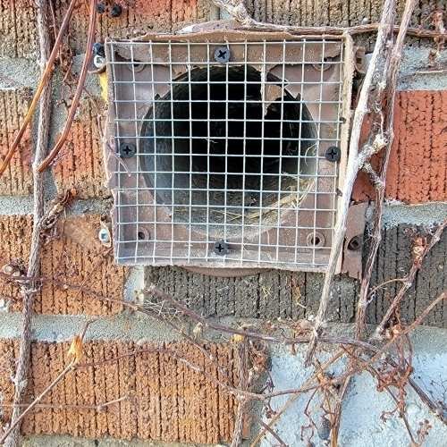 Wildlife trapped inside exterior wall vent in Toronto home