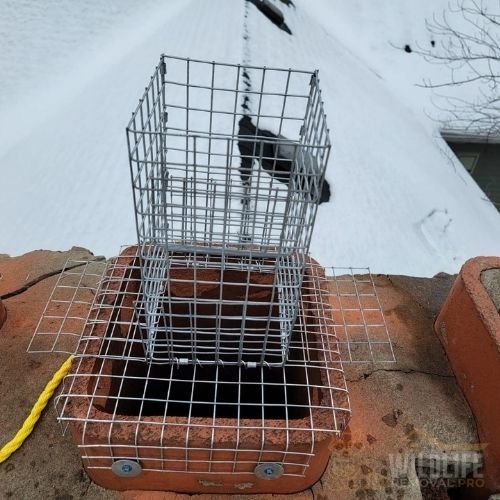 One-way door installed on chimney for humane wildlife removal
