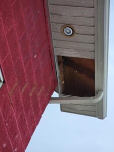 wildlife removal and control