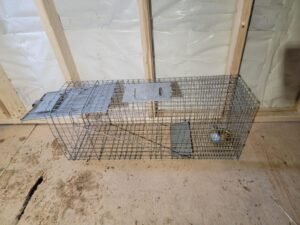 Raccoon traping in GTA