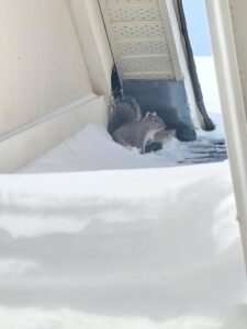 squirrel control service in toronto