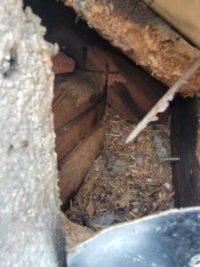 ANImal damage repair in GTA