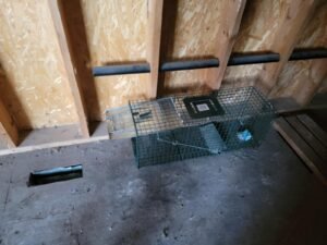 raccoon trpaing in toronto and GTA