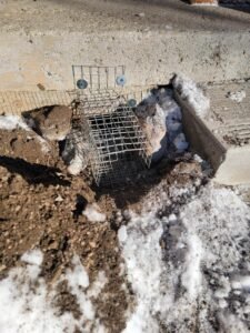 wildlife removal service