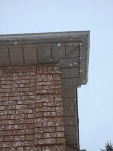 wildlife removal service toronto