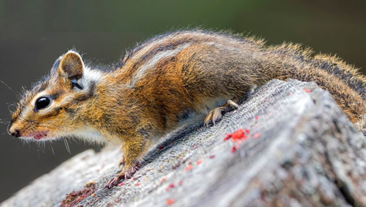 10. Yellow-cheeked Chipmunk (Neotamias ochrogenys)​