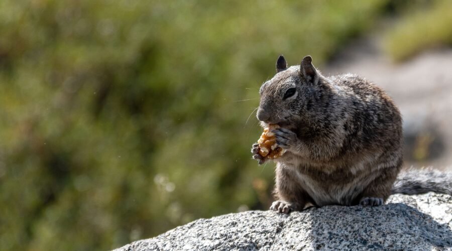 A Chipmunk’s Natural Diet​