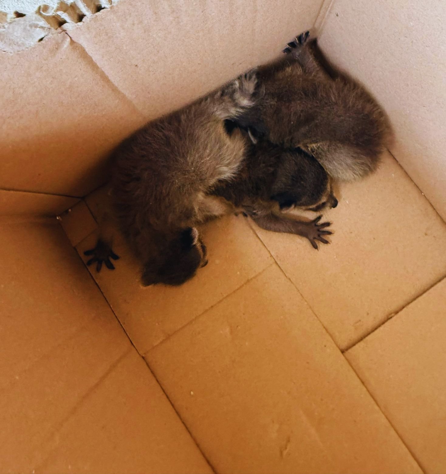Baby Raccoons in Attic – Safe & Humane Removal